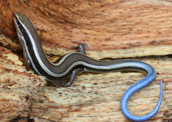 Western Skink